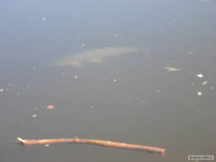 Kliknutím fotografii zvětšíte ryba se mě vysmála na návnadu tak aspon foto