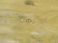 Kliknutím fotografii zvětšíte okounci na Ploučnici