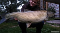 Kliknutím fotografii zvětšíte amur 94cm 12,3kg