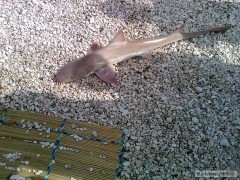 Kliknutím fotografii zvětšíte žraloček chorvatsko 122cm
