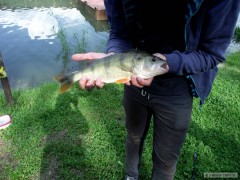 Kliknutím fotografii zvětšíte okounek :) 38cm
