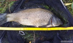 Kliknutím fotografii zvětšíte Kapr 43cm Slavkov u Brna