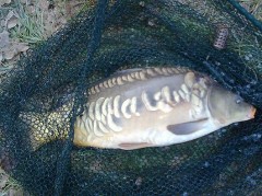 Kliknutím fotografii zvětšíte řádkáček na feeder