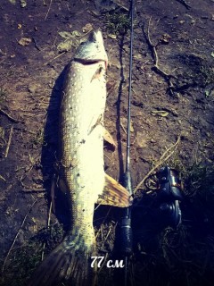 �tika 77cm na UL 1-5g