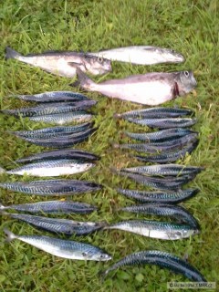 Kliknutím fotografii zvětšíte Irsko 2014