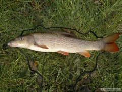 Feeder