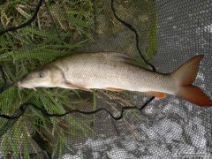 Feeder