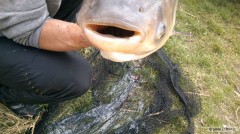 100 cm Tolstolobik 23 kg