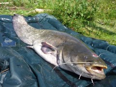 Kliknutím fotografii zvětšíte Labské Poklady