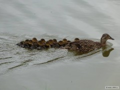 Kliknutím fotografii zvětšíte Káčata
