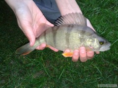 okounek 26cm
