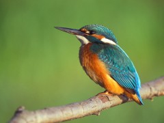 Kliknutím fotografii zvětšíte NÁVŠTĚVA NA RYBÁCH