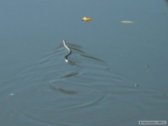 Kliknutím fotografii zvětšíte ÚŽOVKA NA LUŽNICI 2014