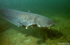 Kliknutím fotografii zvětšíte SILURUS GLANIS