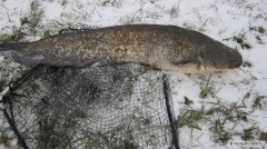Kliknutím fotografii zvětšíte Silvestovsky sumec130cm
