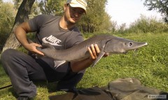 Kliknutím fotografii zvětšíte jeseter 100 cm