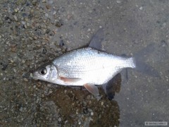 cejnek mal  prvn leton ryba :)