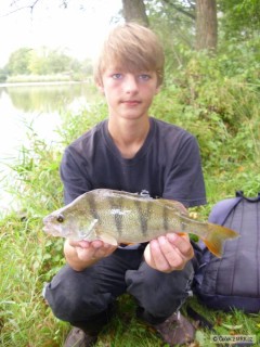 Okoun 27cm