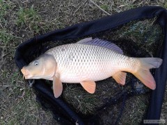 Kliknutím fotografii zvětšíte Kaprik 53cm...5.brezen 2015