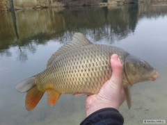 Kliknutím fotografii zvětšíte dnesšní kapr 40 cm