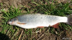 Kliknutím fotografii zvětšíte Ostroretka 50cm - Svratka