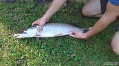 Ran� podzim