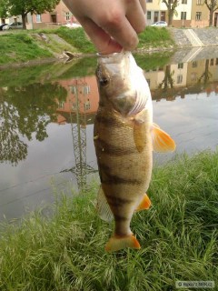 Okoun 33cm
