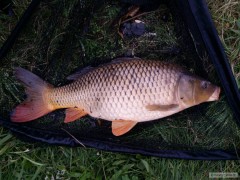 Kliknutím fotografii zvětšíte Kapřík 62cm z malé vody