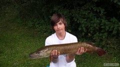 Kliknutím fotografii zvětšíte Štika 82 cm