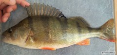 OKOUN 33cm 