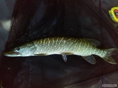 Kliknutím fotografii zvětšíte Štika 55cm