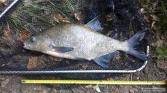 Kliknutím fotografii zvětšíte 1 50cm Cejn z Ramene..