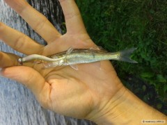 Kliknutím fotografii zvětšíte