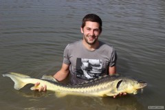 Kliknutím fotografii zvětšíte Jeseter hvězdnatý