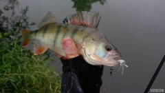 Kliknutím fotografii zvětšíte pidiryba na přívlač