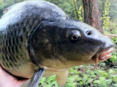 Kliknutím fotografii zvětšíte řeka běla 64cm