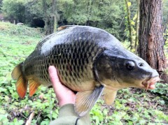 Kliknutím fotografii zvětšíte řeka běla 64cm