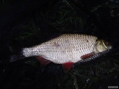 Kliknutím fotografii zvětšíte plotka 33cm