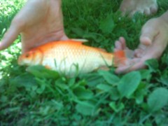 Chytil ryb zlatou rybku ...