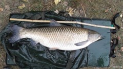Kliknutím fotografii zvětšíte Vltava Amur 88 cm