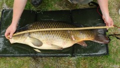 Kliknutím fotografii zvětšíte Vltava Kapr 94 cm