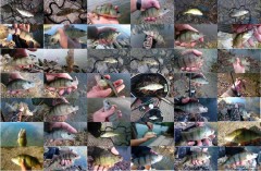 Kliknutím fotografii zvětšíte UL a drop-shot 2015