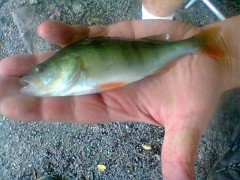 okoun na nymfu red bass