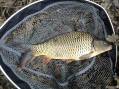Kliknutím fotografii zvětšíte Kapřík 40cm