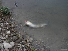 Kliknutím fotografii zvětšíte Dnešná rybačka na Feeder.