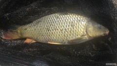 Kliknutím fotografii zvětšíte Velikonoční kapříci