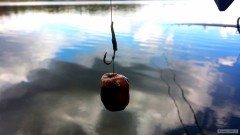 Kliknutím fotografii zvětšíte Dvě Kamikaze peletky obalené v obalovačce Carp Nectar