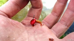 Kliknutím fotografii zvětšíte Jahodová kukuřice s masňákem zatraktivněná jahodovým boosterem