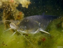 Kliknutím fotografii zvětšíte Sumec velký