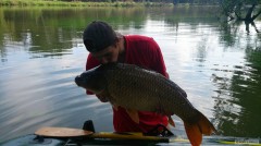 Kliknutím fotografii zvětšíte Kapr 82cm 12kg